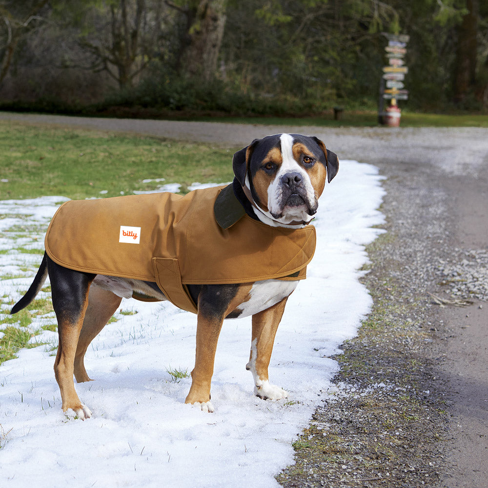 Bitly Dog Coat